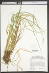 Carex debilis var. debilis by WV University Herbarium