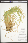 Carex debilis by WV University Herbarium