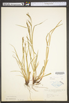 Carex debilis var. rudgei by WV University Herbarium