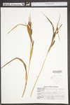 Carex scabrata by WV University Herbarium