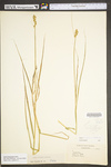 Carex tribuloides by WV University Herbarium