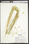 Carex scoparia var. scoparia by WV University Herbarium