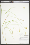 Carex scoparia var. scoparia by WV University Herbarium