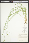 Carex seorsa by WV University Herbarium