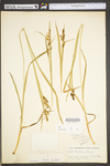 Carex shortiana by WV University Herbarium