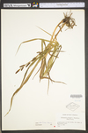 Carex shortiana by WV University Herbarium