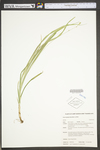 Carex sparganioides by WV University Herbarium