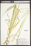 Carex sparganioides by WV University Herbarium