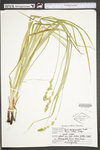 Carex sparganioides by WV University Herbarium