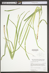 Carex sparganioides by WV University Herbarium