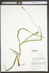 Carex sparganioides by WV University Herbarium