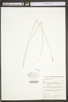 Carex sparganioides by WV University Herbarium