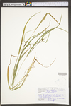 Carex styloflexa by WV University Herbarium