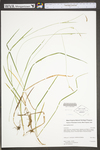 Carex styloflexa by WV University Herbarium