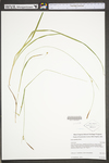 Carex styloflexa by WV University Herbarium