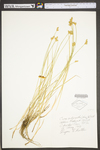 Carex suberecta by WV University Herbarium