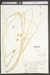 Carex suberecta by WV University Herbarium
