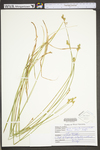 Carex suberecta by WV University Herbarium