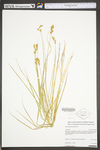 Carex suberecta by WV University Herbarium