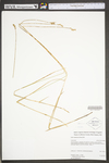 Carex suberecta by WV University Herbarium