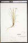 Carex swanii by WV University Herbarium