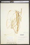 Carex swanii by WV University Herbarium