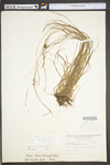 Carex swanii by WV University Herbarium