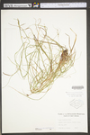 Carex swanii by WV University Herbarium