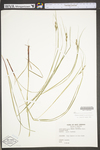 Carex swanii by WV University Herbarium