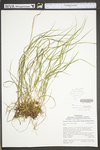 Carex swanii by WV University Herbarium