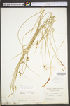 Carex swanii by WV University Herbarium