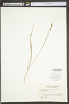 Carex swanii by WV University Herbarium