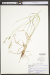 Carex swanii by WV University Herbarium