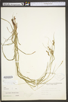 Carex swanii by WV University Herbarium