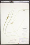 Carex virescens by WV University Herbarium