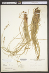 Carex virescens by WV University Herbarium