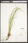 Carex swanii by WV University Herbarium