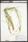 Carex swanii by WV University Herbarium