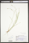 Carex swanii by WV University Herbarium