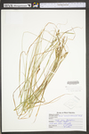 Carex swanii by WV University Herbarium