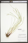 Carex swanii by WV University Herbarium