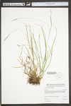 Carex swanii by WV University Herbarium