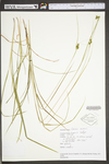 Carex swanii by WV University Herbarium