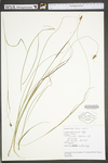 Carex swanii by WV University Herbarium