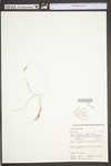 Carex swanii by WV University Herbarium