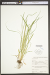 Carex swanii by WV University Herbarium