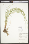 Carex swanii by WV University Herbarium