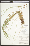 Carex swanii by WV University Herbarium