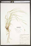 Carex swanii by WV University Herbarium