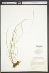 Carex swanii by WV University Herbarium